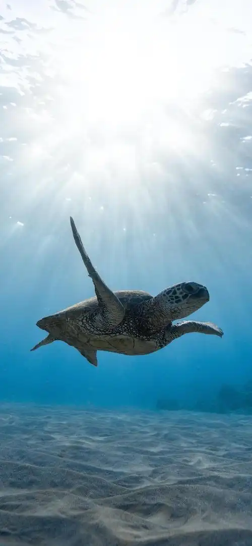 海洋生物唯美摄影高清手机壁纸