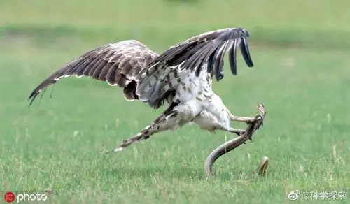 一只老鹰与一只眼镜蛇展开了长达三十分钟的殊死搏斗