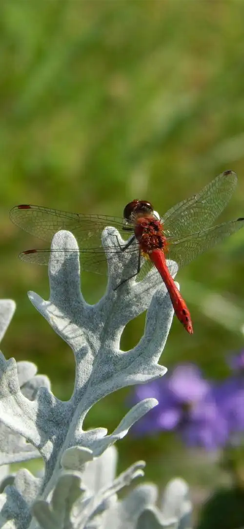 你的壁纸该换了##动物##蜻蜓##摄影##手机壁纸