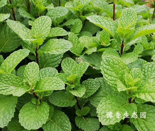 河南特产食香菜100g新鲜十香菜石香菜河南食香下面条香薄荷凉拌
