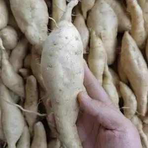 新鲜白心红薯沙地板栗薯农家现挖粉面小地瓜山芋10豪迈诚信百货店