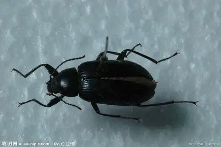 有没有人知道这是什么虫子