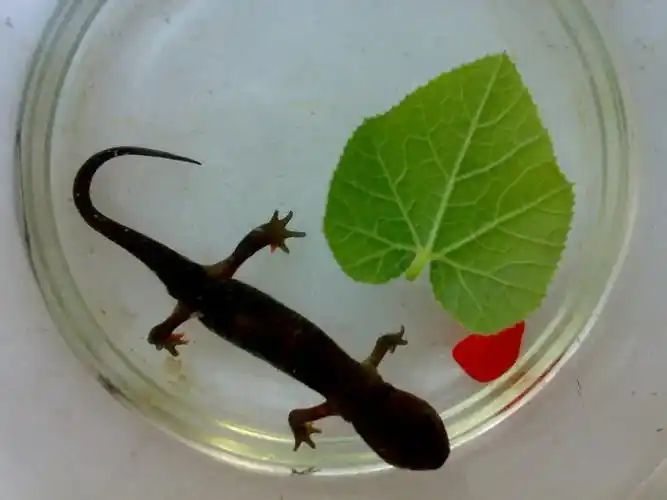 儿子在外面买了一只水蜥蜴,卖的人美其名曰"娃娃鱼"