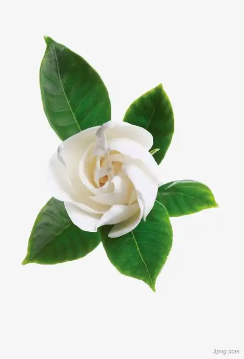 白色茉莉花png素材透明免抠图片-其他元素