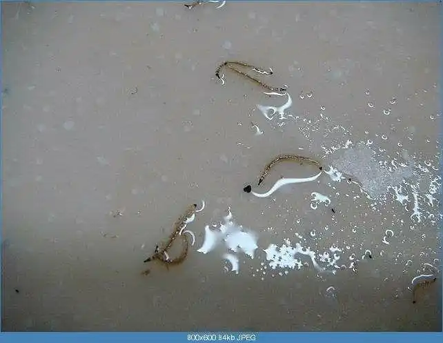 水里会有吸血的虫子