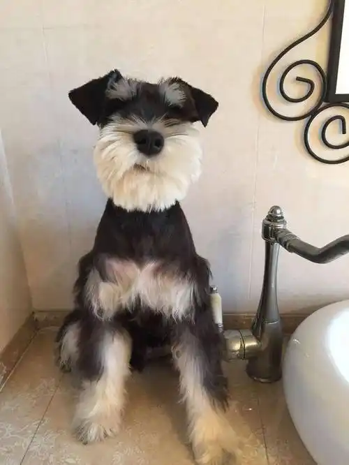 北京迷你雪纳瑞幼犬飞耳米奇耳纯种小体狗