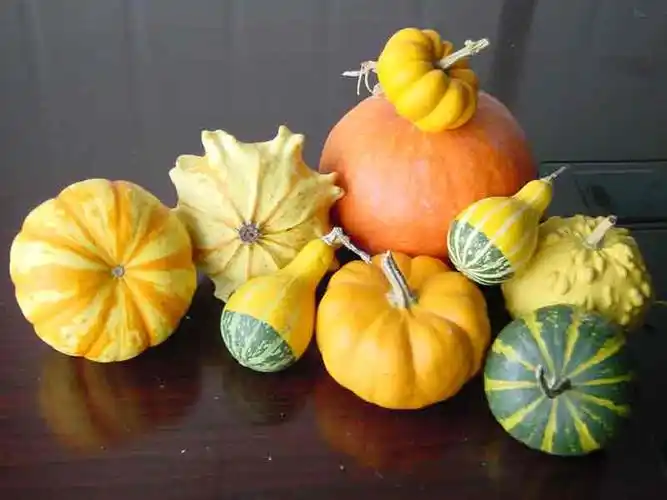 就是其中的一种南瓜!