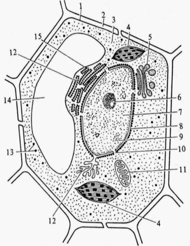 动植物细胞的亚显微结构试题