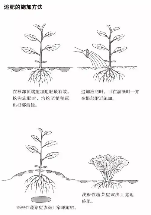 看高晓松歪瓜裂枣的种菜经不如学学这6招