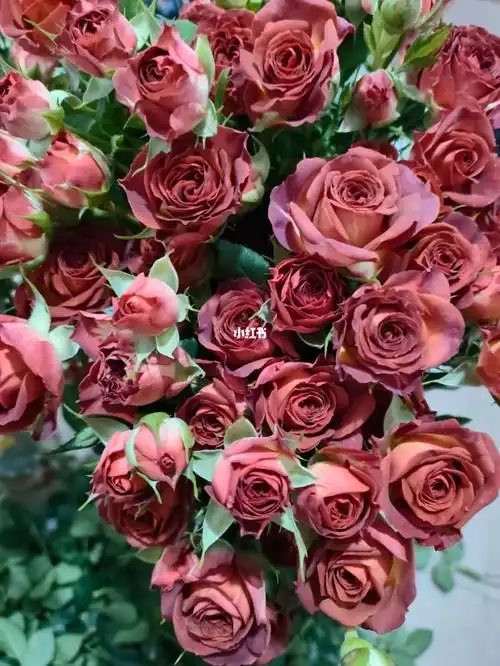 多头玫瑰巧克力泡泡