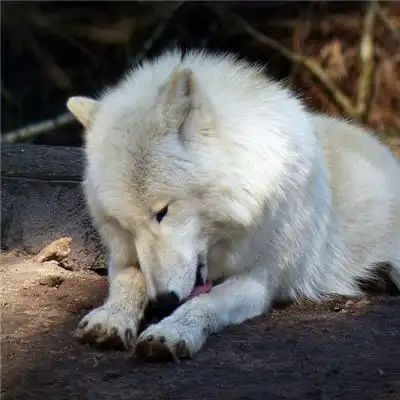 狼好看图片头像温顺的白色的野狼图片