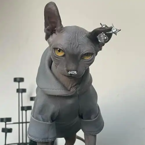 妥妥邪恶大男主-雅典弟弟雅典大人已出新家#斯芬克斯无毛猫  #司