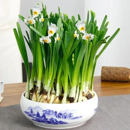 爱优尚水培植物水仙花洋水仙花卉绿植盆栽室内防辐射水仙花