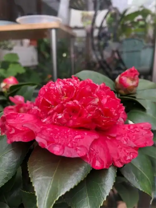 埃及艳后,属茶花中紫色系的,比较少见