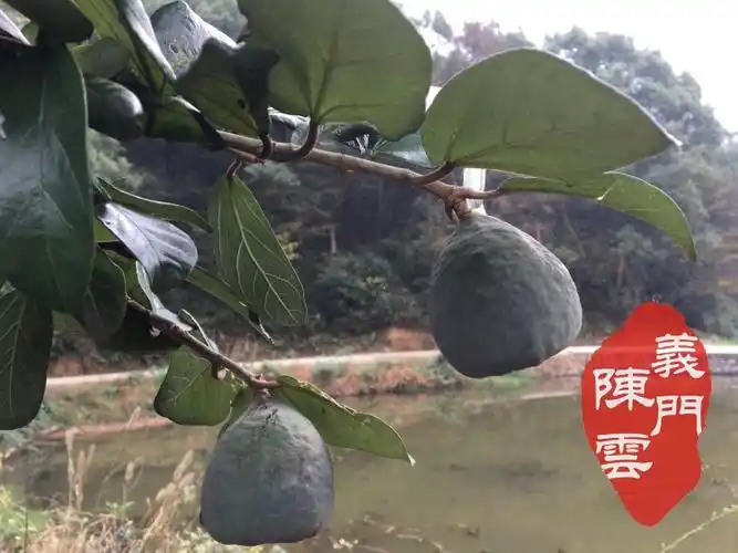 500g包邮 庐山野生薜荔鲜果 药果子奶母果糖馒头木莲鬼球蔓中药材