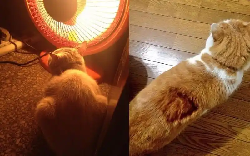 喵星人烤火取暖合集要烧糊了哈哈烫手猫咪治愈温暖你的冬季