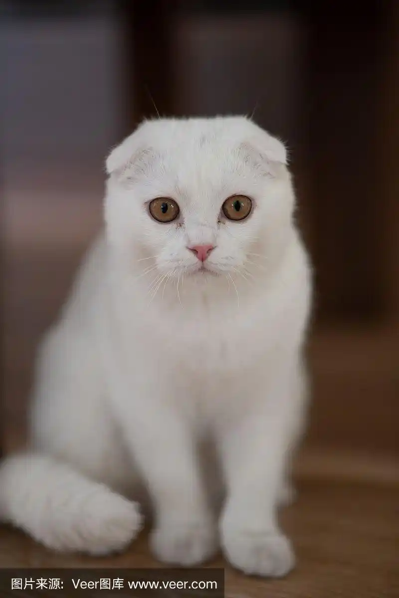 白色,苏格兰折耳猫,小猫,宠物,垂直画幅