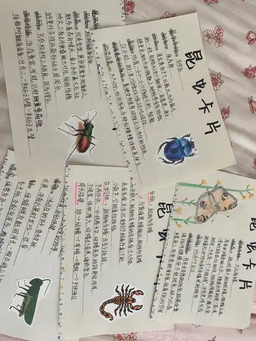 昆虫记昆虫卡片假期作业ending