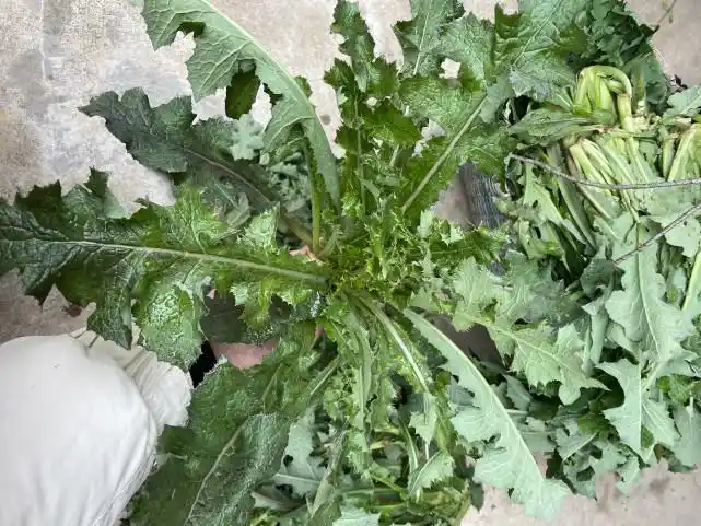 不能吃的假蒲公英图片(不能吃的假蒲公英图片婆婆丁)