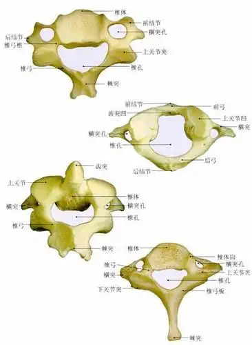 颈椎病,颈椎疼痛是小关节紊乱造成的,什么是颈椎小关节紊乱