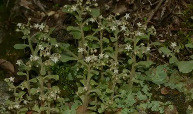 p>大叶火焰草(sedum drymarioides hance)是属于 a target="_blank"