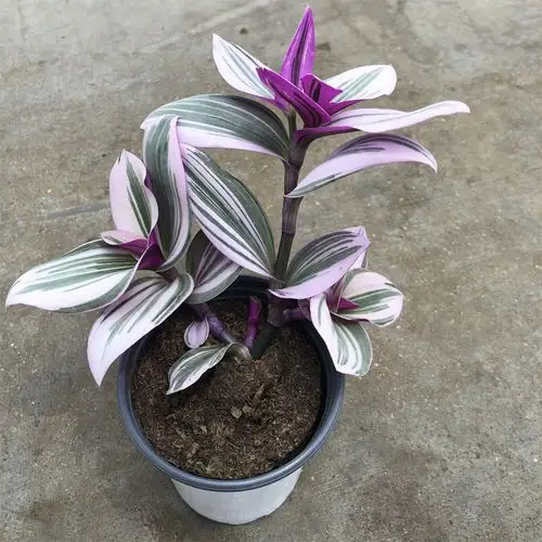 油画婚礼吊兰进口新品紫露草锦盆栽三色露莎室内好养绿植现货包邮