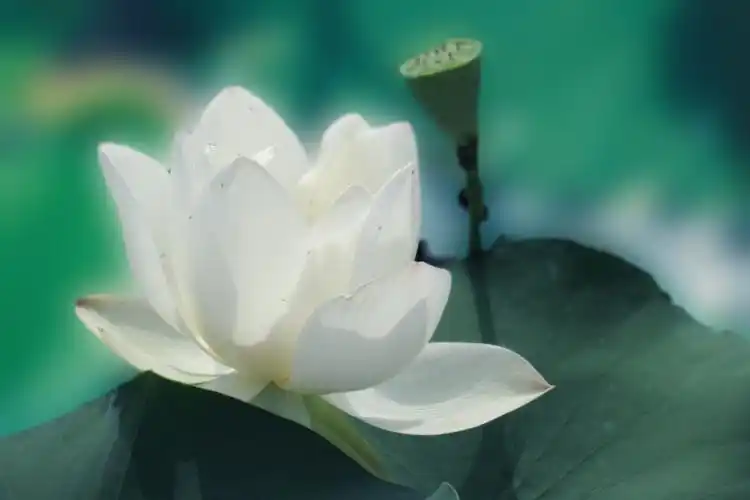 梦幻中的荷花朦胧的美