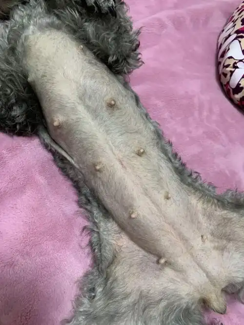 狗狗怀孕35天有什么症状没