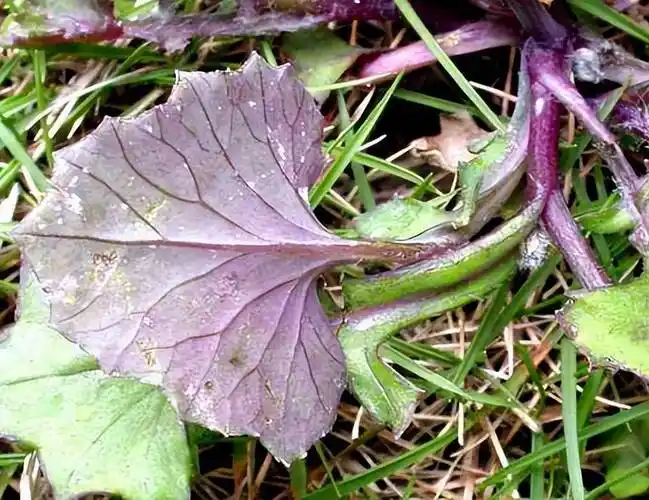 像这种长相平凡的紫背草,它还是天然的凉茶,如今在城市里14元一斤