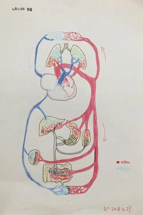 初一年《血液循环系统》优秀作业集