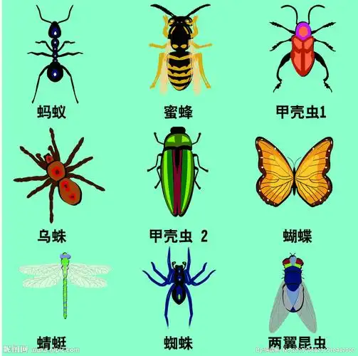 昆虫图片