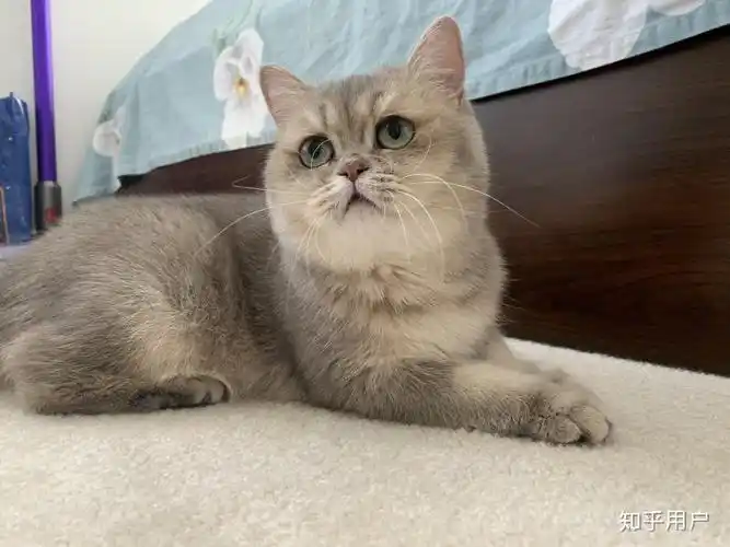 蓝金渐层14000算贵吗