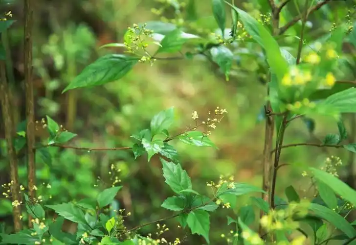 广西桂林资源神仙豆腐