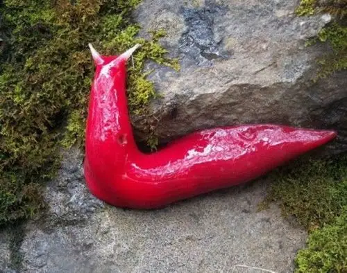 蓝色大龙虾 全球罕见动物及转基因物种/组图