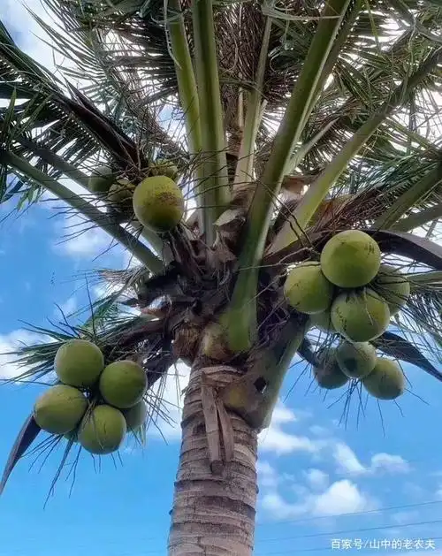 海南椰子全身都是宝!椰子的几种吃法!全吃过算你厉害!