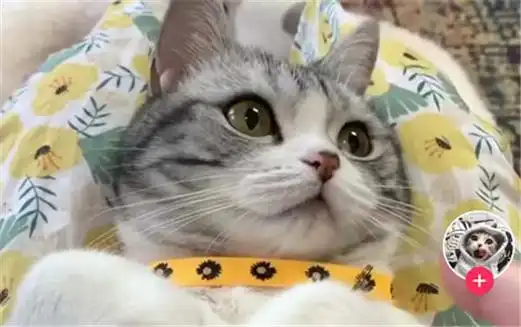 王泡芙猫可爱图片 王泡芙是什么品种