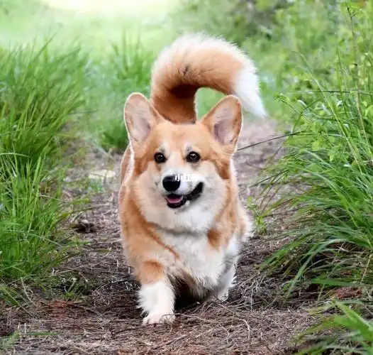 有尾巴的柯基不断尾也很美好啊