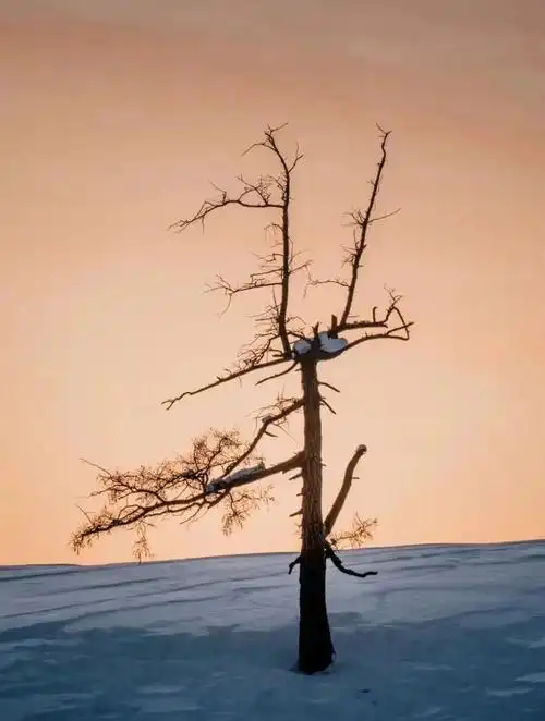 白哈巴在世界尽头遇见最孤独的树