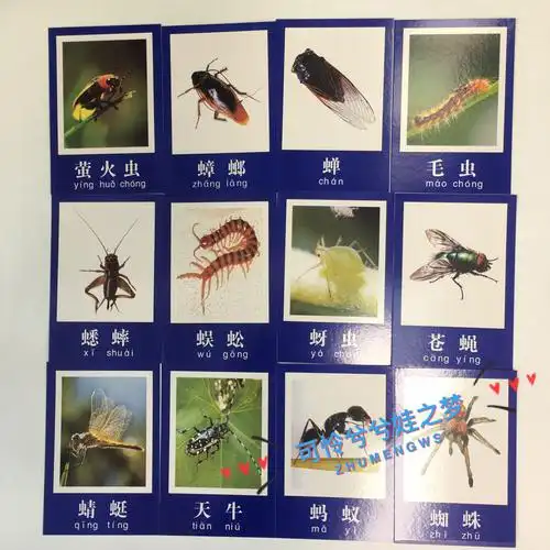 卡片动物昆虫幼儿园教师教学教具认知早教启蒙玩具挂图