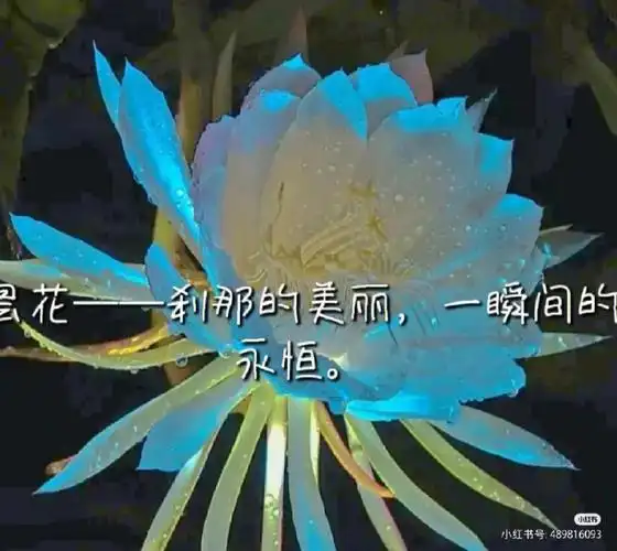 哪些花语惊艳到你了