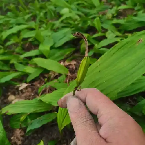 山慈菇种苗山慈菇山慈姑毛慈姑冰球子基地直供