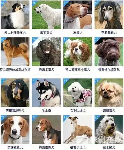 最全狗狗智商排名,你家汪星人排第几名?第一名绝对的当之无愧啊!