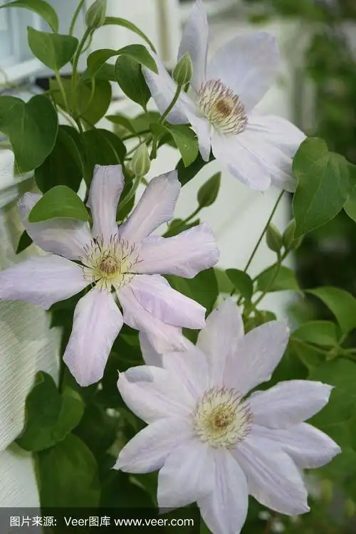 白色的铁线莲