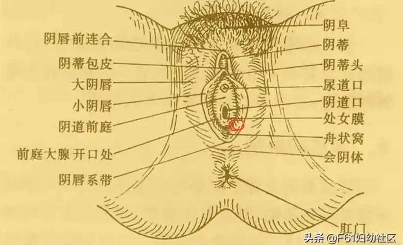 小阴唇长了一个小痘痘是怎么回事呀