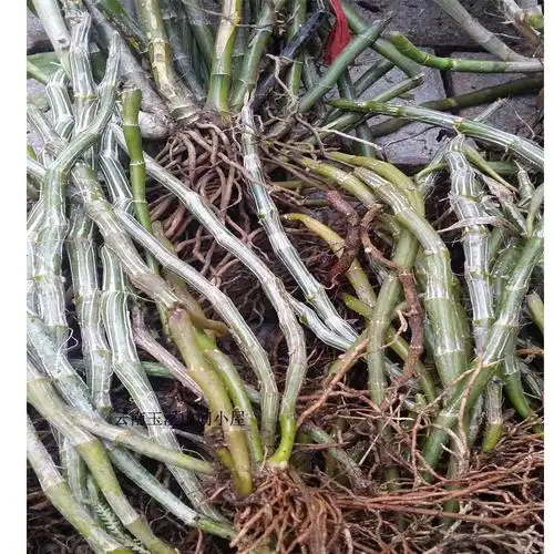 云南野生铁皮石斛鲜条 野生金钗石斛 带根可种植