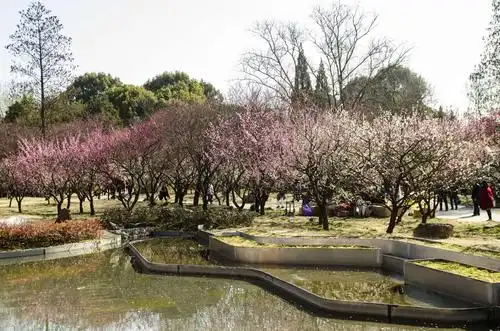 南京梅花谷