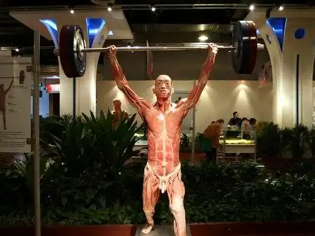 剥人皮这种事一般人想着都害怕,但如今成都却有这样的展览