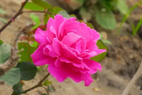 月季图片(黑巴克月季图片)