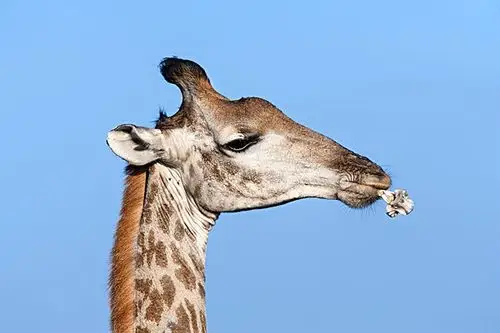 长颈鹿,咀嚼,骨头,营养,公园,纳塔耳,南非