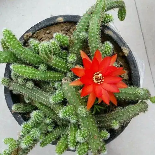 像蛇一样吓人的仙人掌,开花竟然这样,保证你没见过